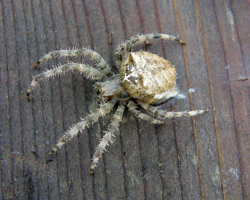 Angle View<br>(Location of Picture: Okanogan, Wa., USA, Spring 2010)