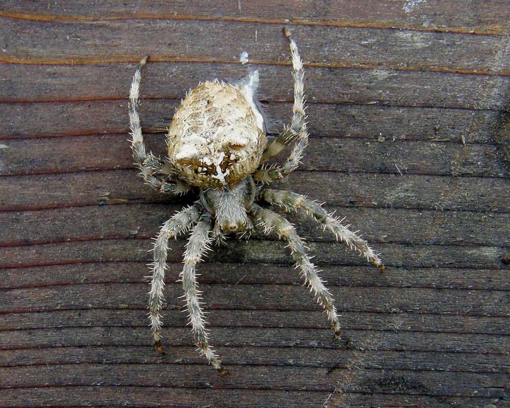 Dorsal View<br>(Location of Picture: Okanogan, Wa., USA, Spring 2010)