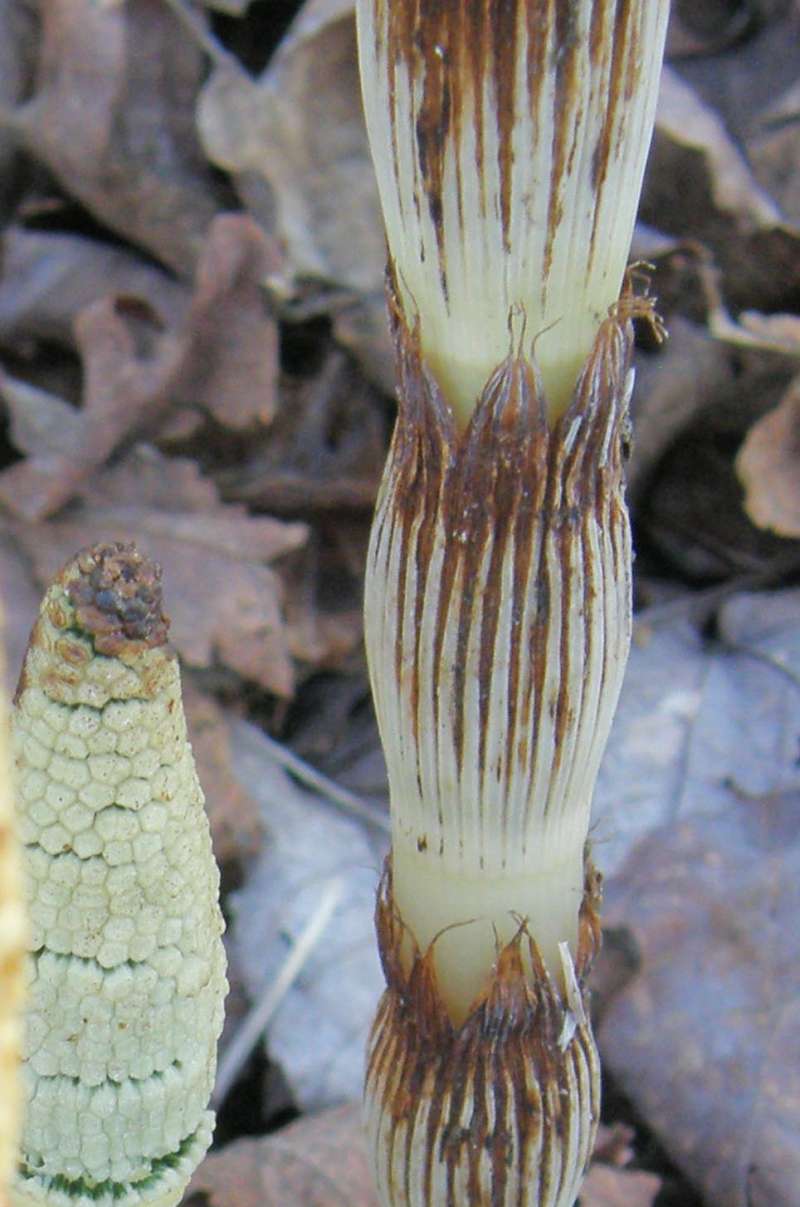 Node - Close View<br>(Location of Picture: Ballard, Seattle, Wa, Apr 2010)