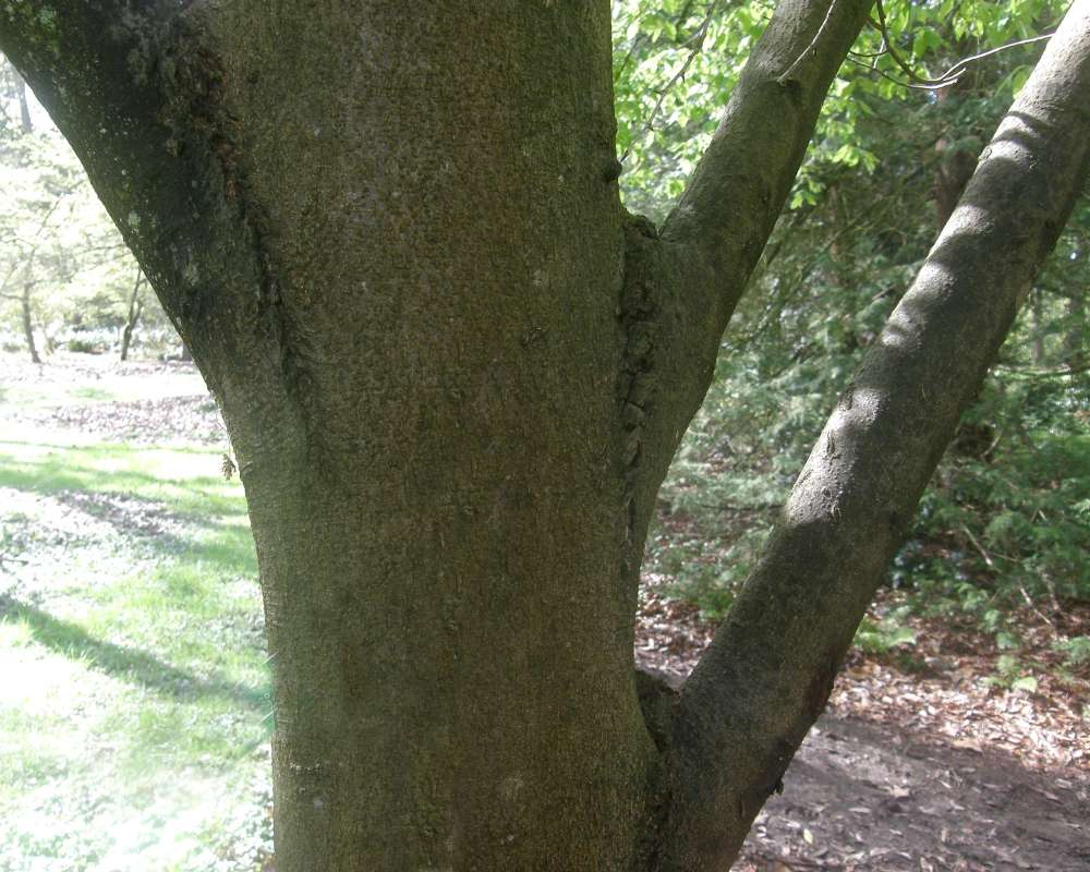 Limbs<br>(Location of Picture: UW, Seattle, Wa., USA, Apr 2010)
