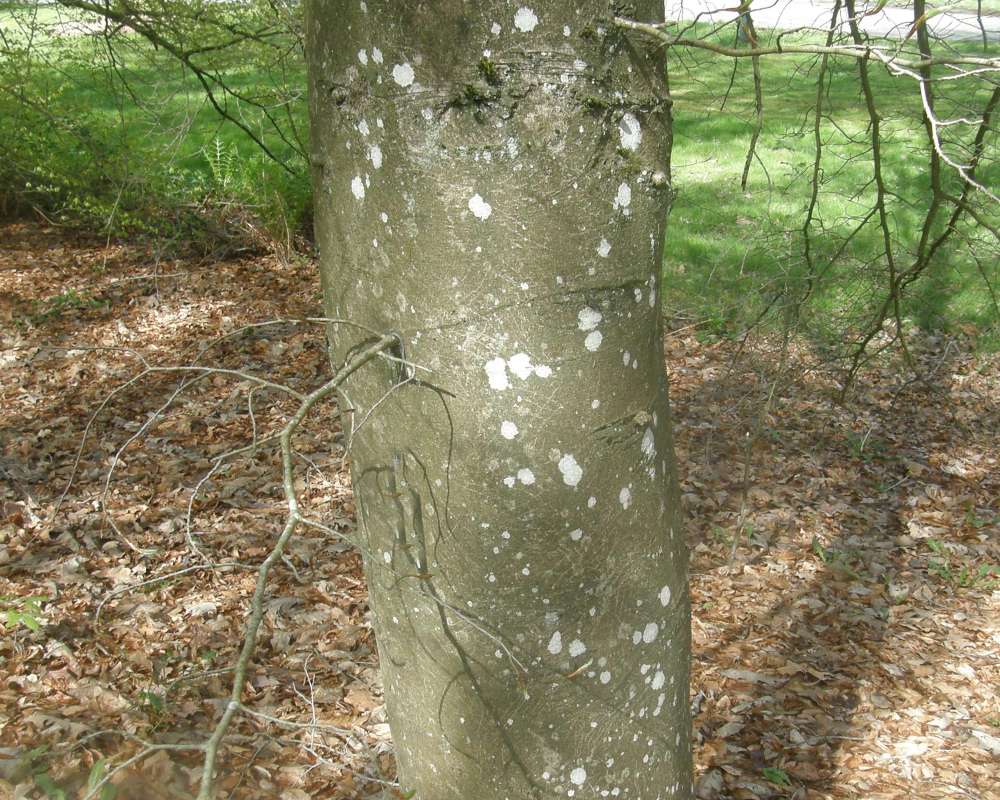 Trunk<br>(Location of Picture: UW, Seattle, Wa, USA, April 2010)