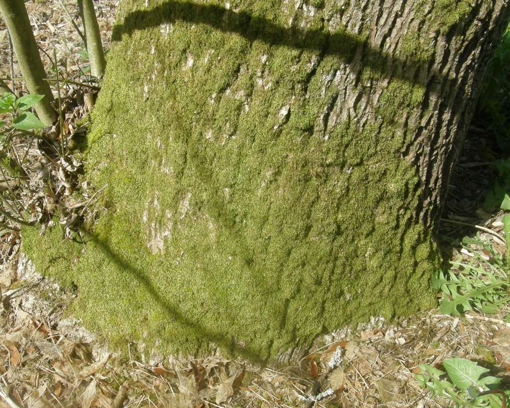 Lower Trunk<br>(Location of Picture: UW, Seattle, Wa., April 2010)
