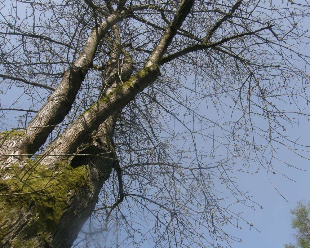 Branches<br>(Location of Picture: UW, Seattle, Wa., April 2010)