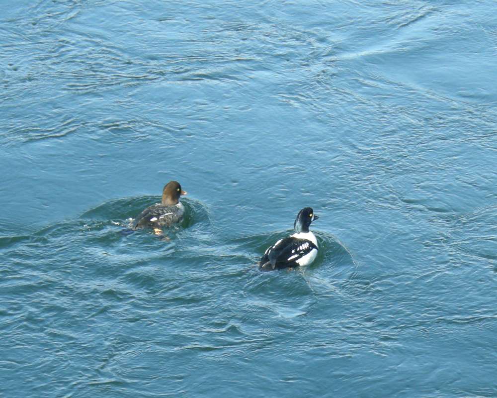 Pair, ssp americana<br>(Location of Picture: Near Seattle, Wa., USA, Apr 2010)