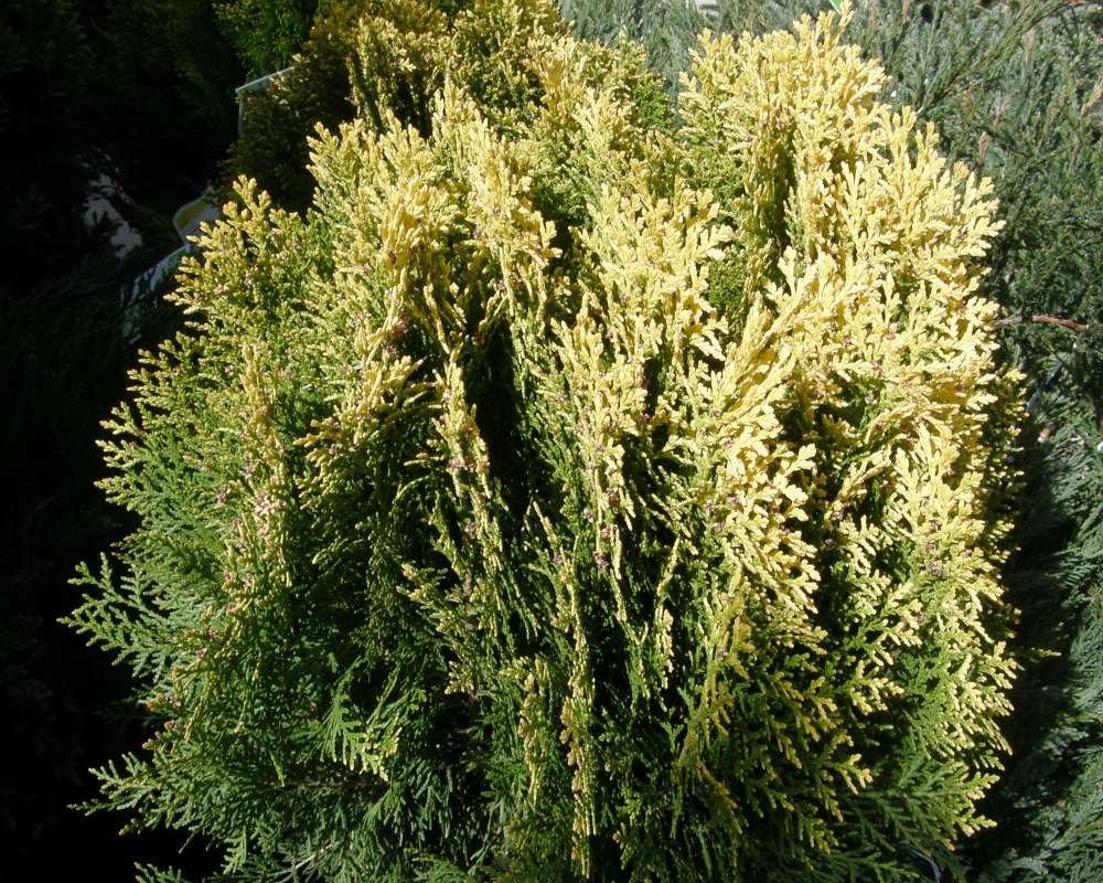 Top of Plant<br>(Location of Picture: Omak, Washington, USA, Spring, 2010)