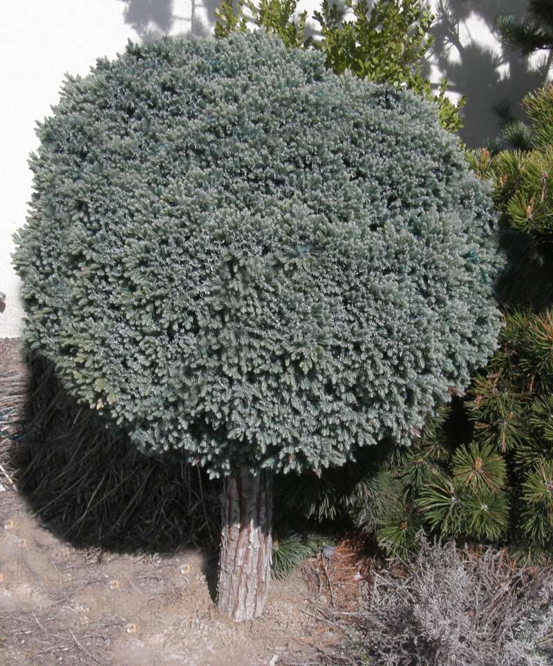 Silhouette<br>(Location of Picture: Omak, Washington, USA, Spring 2010)