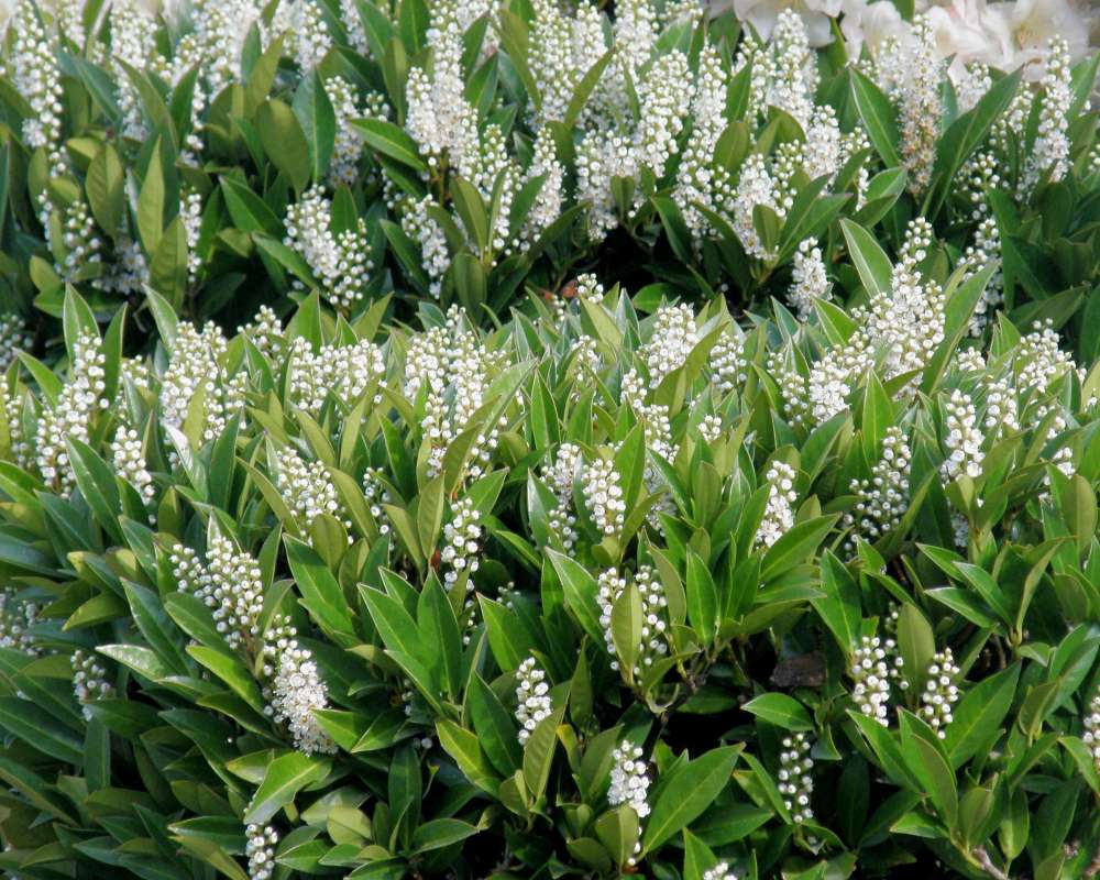 Top of Plant in Bloom<br>(Location of Picture: UW, Seattle, Wa., USA, Apr 2010)