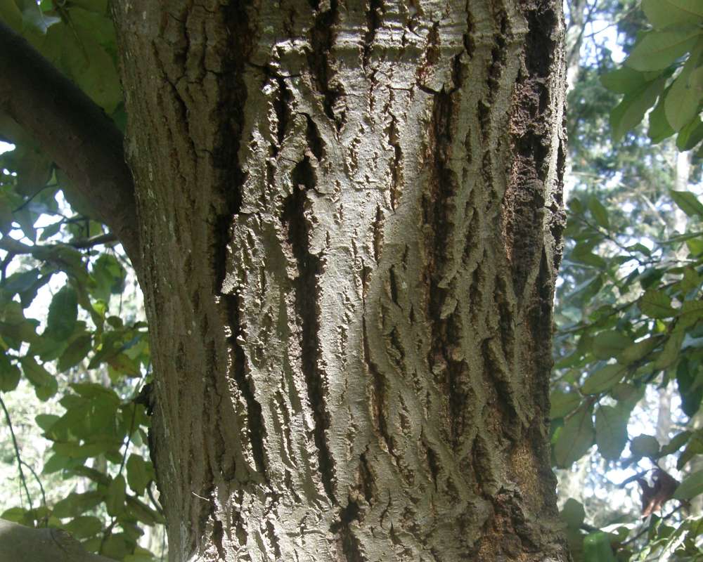Bark<br>(Location of Picture: UW, Seattle, Wa., USA, Apr 2010)