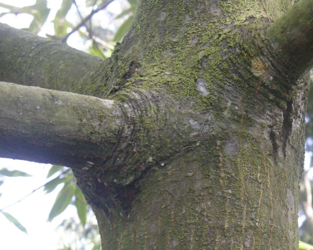 Trunk<br>(Location of Picture: UW, Seattle, Wa., USA, Ap 2010)