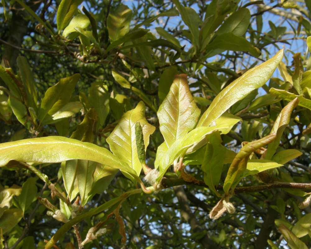 Leaves