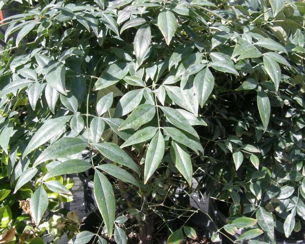 Leaves<br>(Location of Picture: Omak, Washington, Spring 2010)