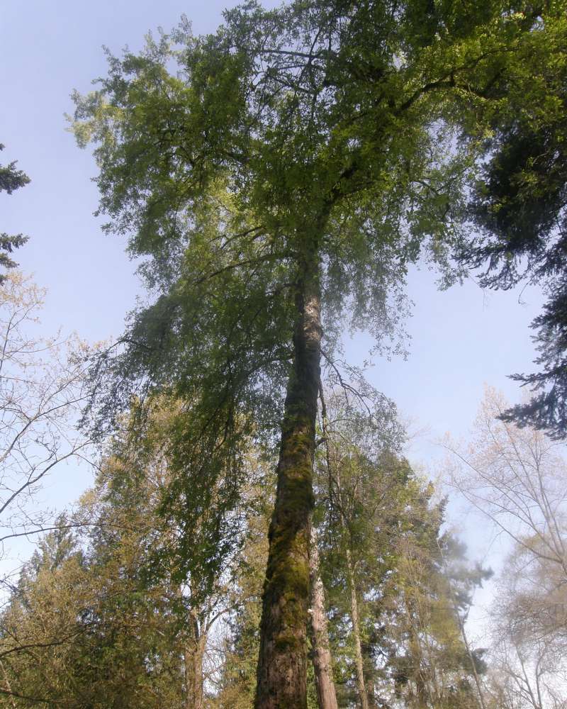 Silhouette - Older Specimen<br>(Location of Picture: UW, Seattle, Wa., USA, Ap 2010)