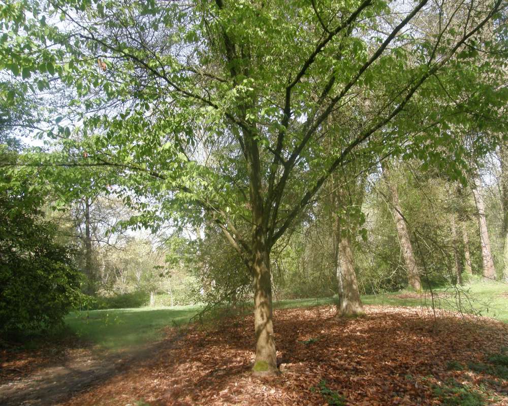 Silhouette - Younger Specimen<br>(Location of Picture: UW, Seattle, Wa., USA, Ap 2010)