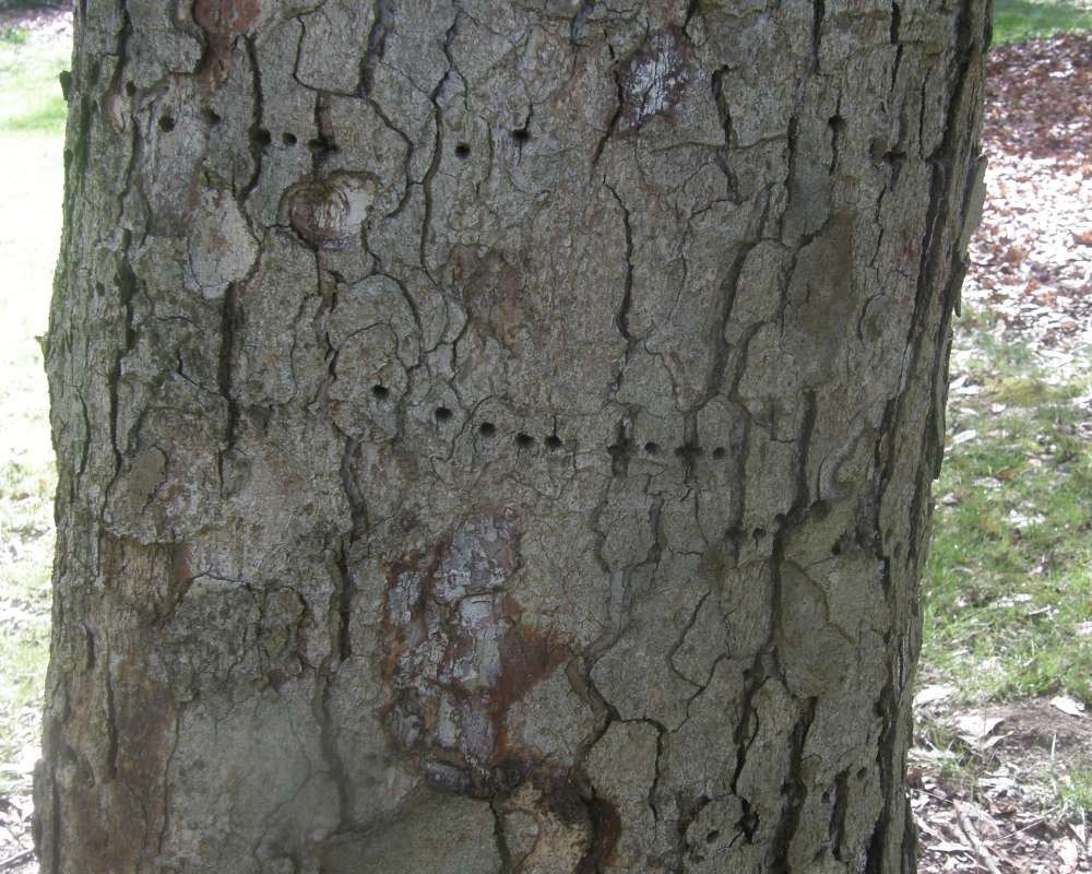 Older Bark<br>(Location of Picture: UW, Seattle, Wa., USA, Ap 2010)