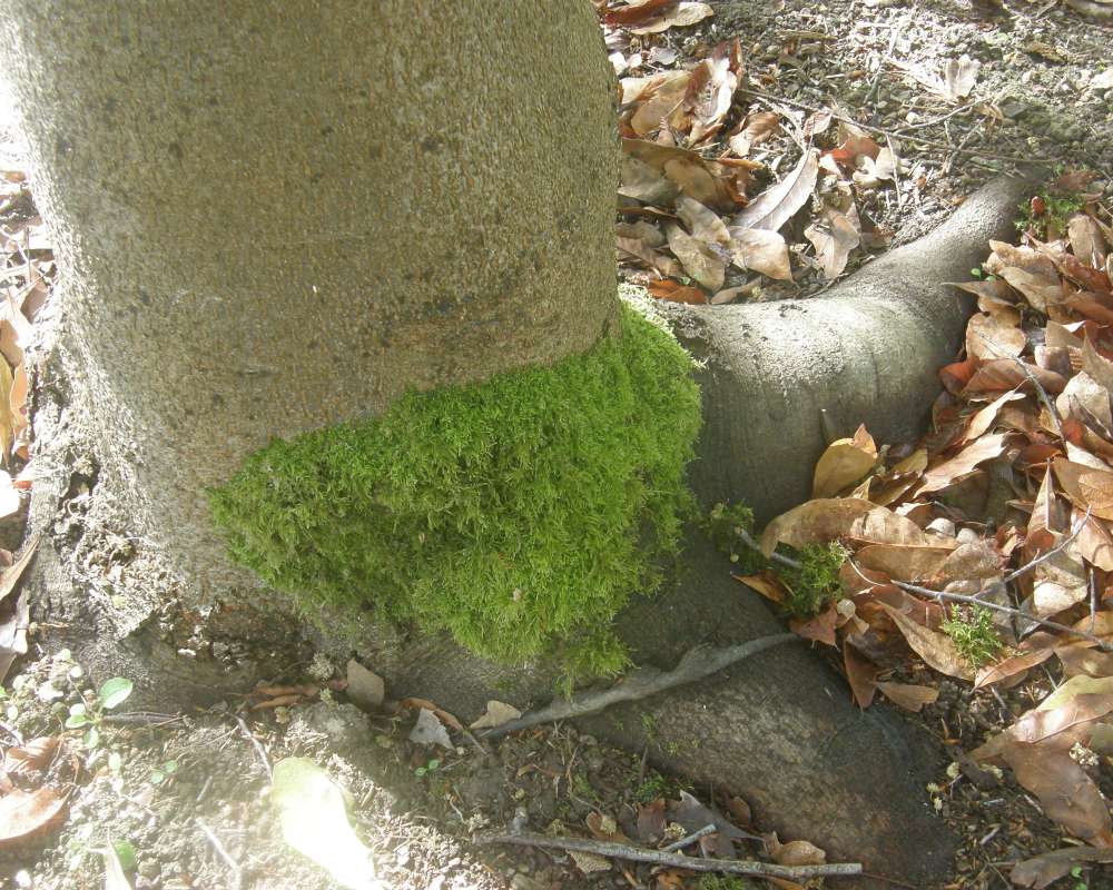 Young Bark<br>(Location of Picture: UW, Seattle, Wa., USA, Ap 2010)