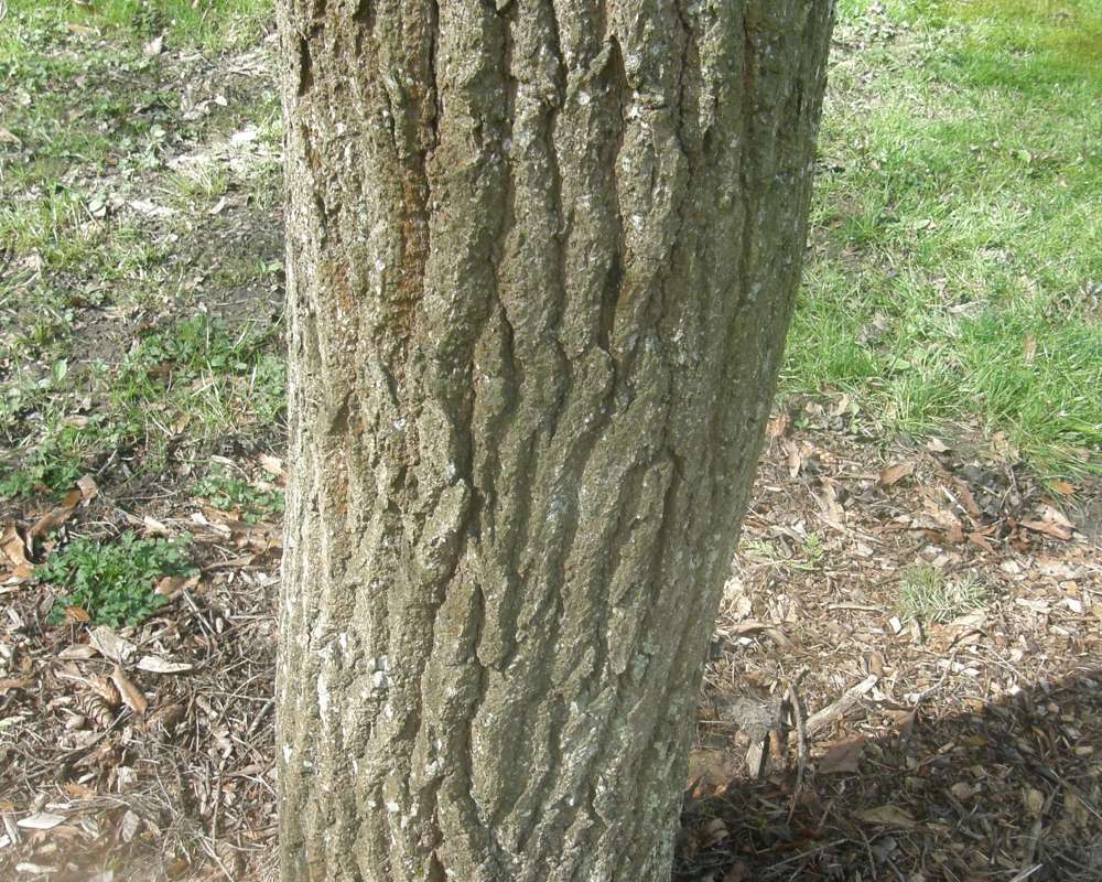Bark<br>(Location of Picture: UW, Seattle, Wa., USA, Apr 2010)