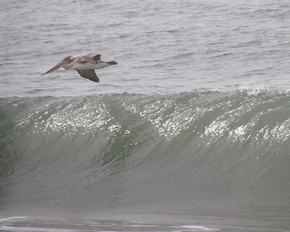 Flying Over Water<br>(Location of Picture: Westport, Washington USA, Apr 2010)