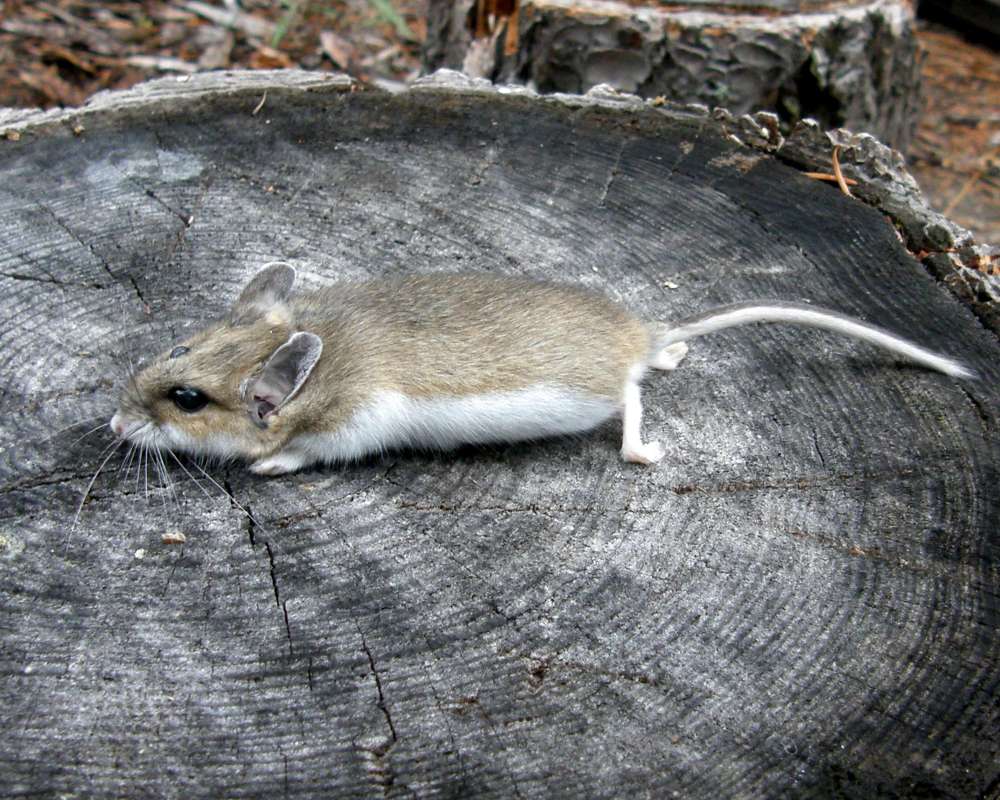 Side View on Stump<br>(Location of Picture: Conconully, Wa., USA, 2010)