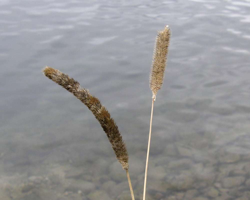 Seed Head<br>(Location of Picture: Columbia River, Wa., USA, Ap 2010)