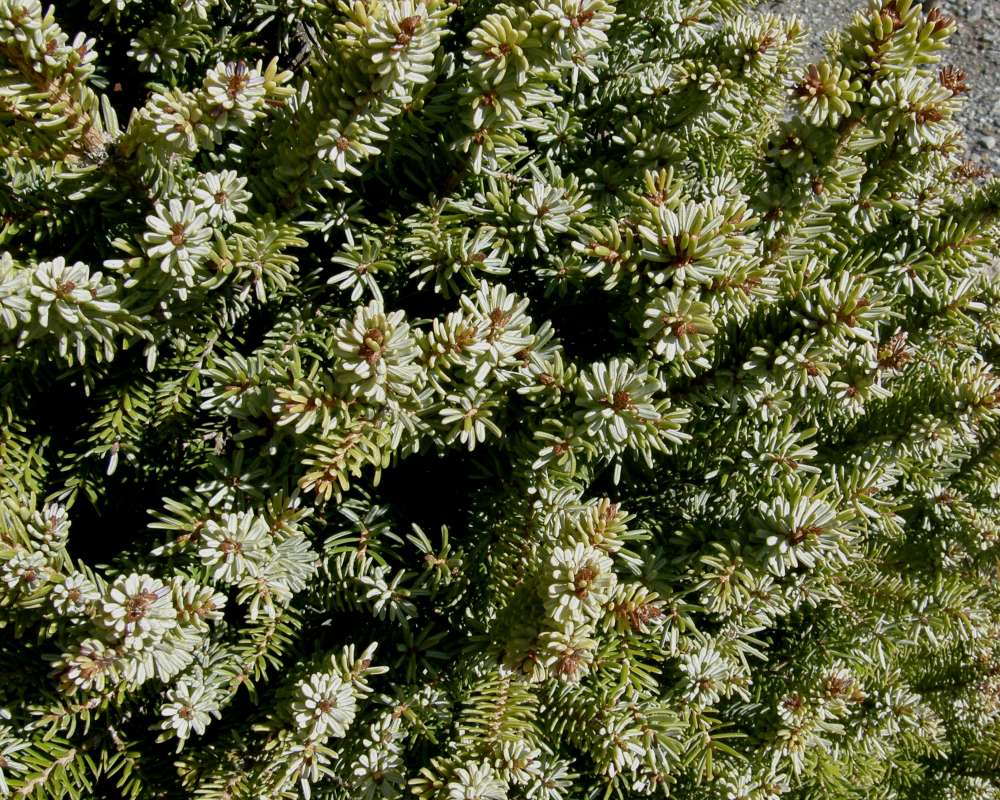 Needles<br>(Location of Picture: Omak,Washington, USA Spring 2010)