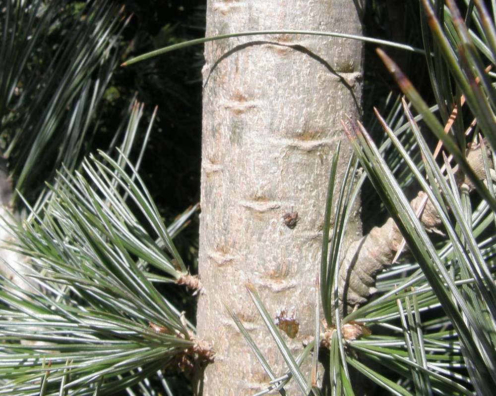 Bark<br>(Location of Picture: Omak, Washington, USA, Spring 2010)