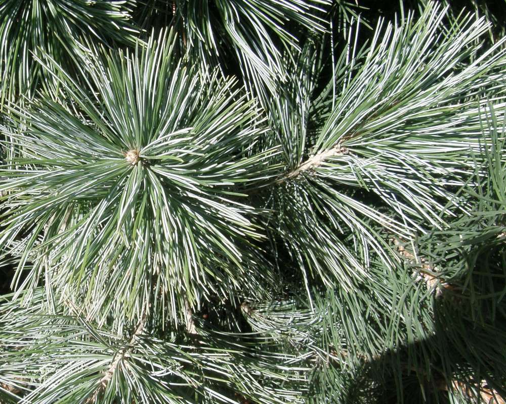 Twig<br>(Location of Picture: Omak, Washington, USA, Spring 2010)