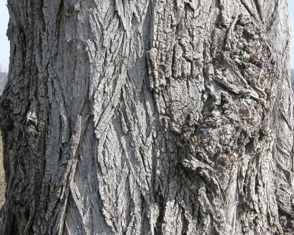 Bark<br>(Location of Picture: Okanogan, Wa., USA, Spring 2010)