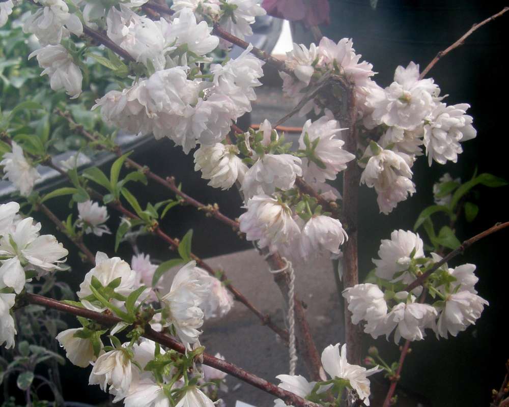 Twigss in Bloom<br>(Location of Picture: Okanogan, Wa., USA, Spring 2010)