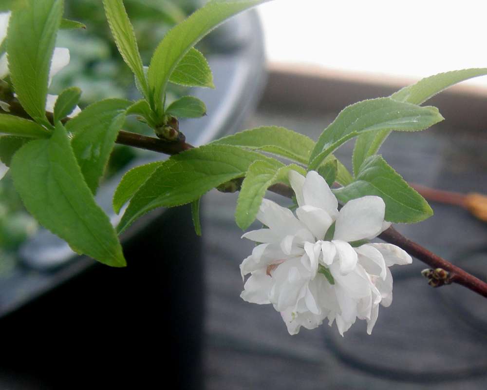 Leaves<br>(Location of Picture: Okanogan, Wa., USA, Spring 2010)