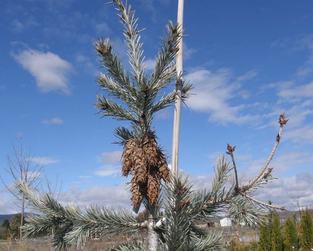 Top of Tree Showing Cones, Twigs, and Needles<br>(Location of Picture: Monroe, Wa., USA, Spring 2010)