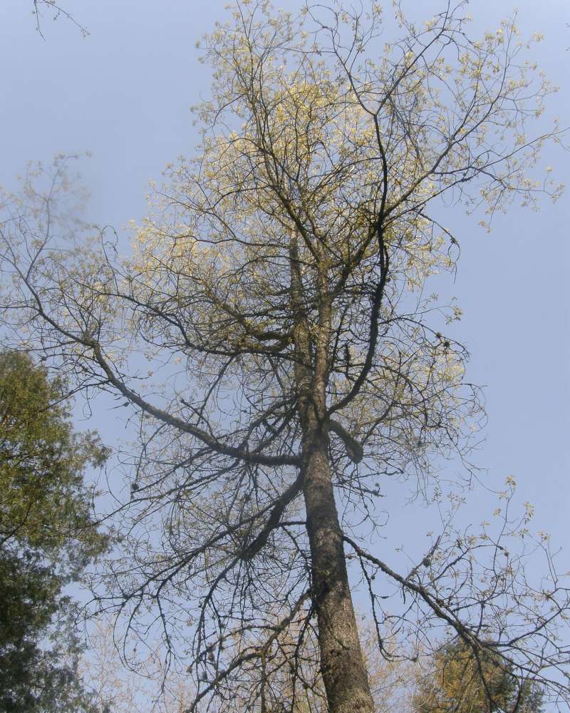 Silhouette<br>(Location of Picture: UW, Seattle, Wa., USA, Apr 2010)