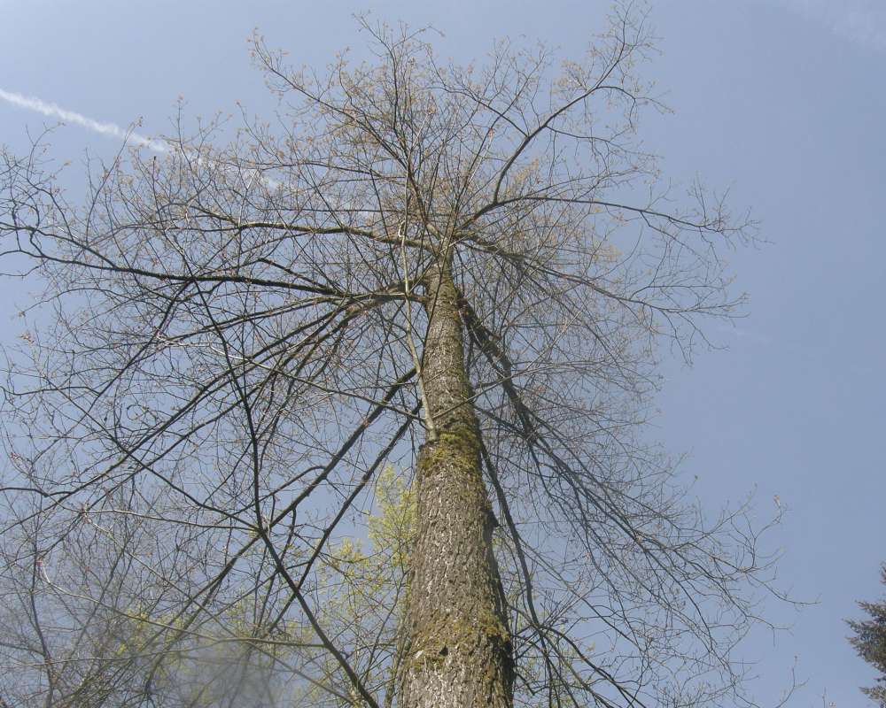 Silhouette<br>(Location of Picture: UW,  Seattle, Wa., USA, Ap 2010)