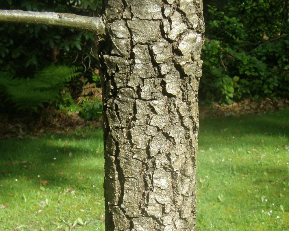 Bark<br>(Location of Picture: UW, Seattle, Wa., USA, Ap 2010)