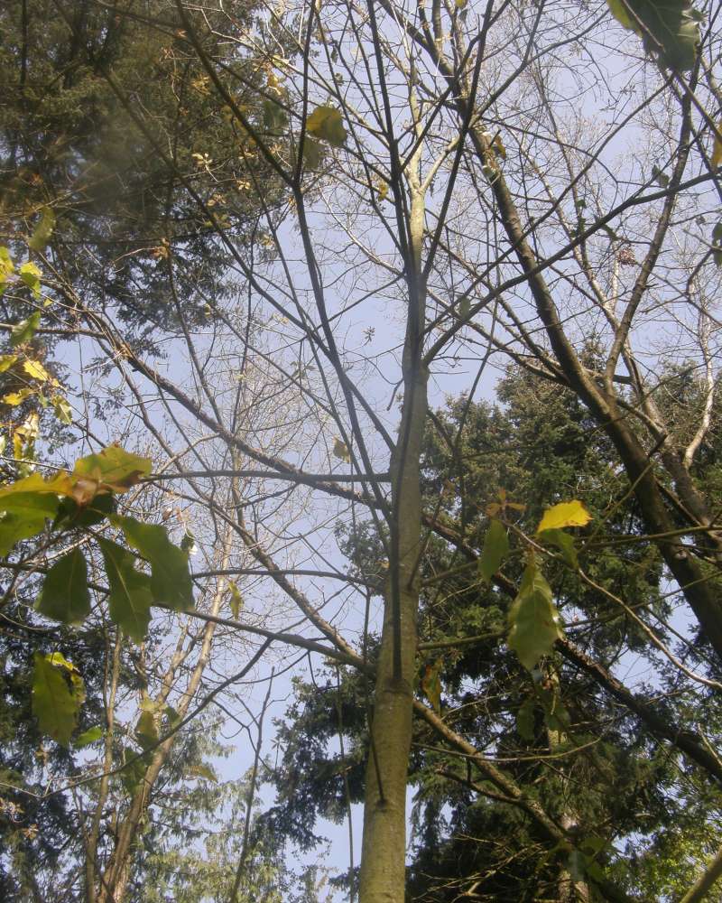 Silhouette<br>(Location of Picture: UW, Seattle, Wa., USA, Ap 2010)