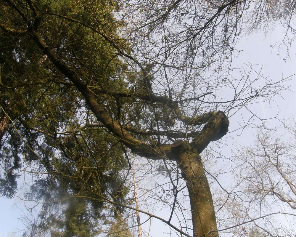Twigs<br>(Location of Picture: UW, Seattle, Wa., USA, Ap 2010)