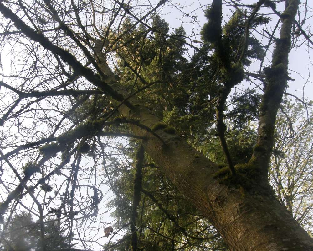 Silhouette<br>(Location of Picture: UW, Seattle, Wa., USA, Ap 2010)