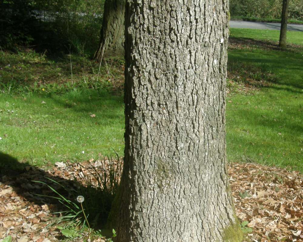 Bark<br>(Location of Picture: UW, Seattle, Wa., USA, Ap 2010)