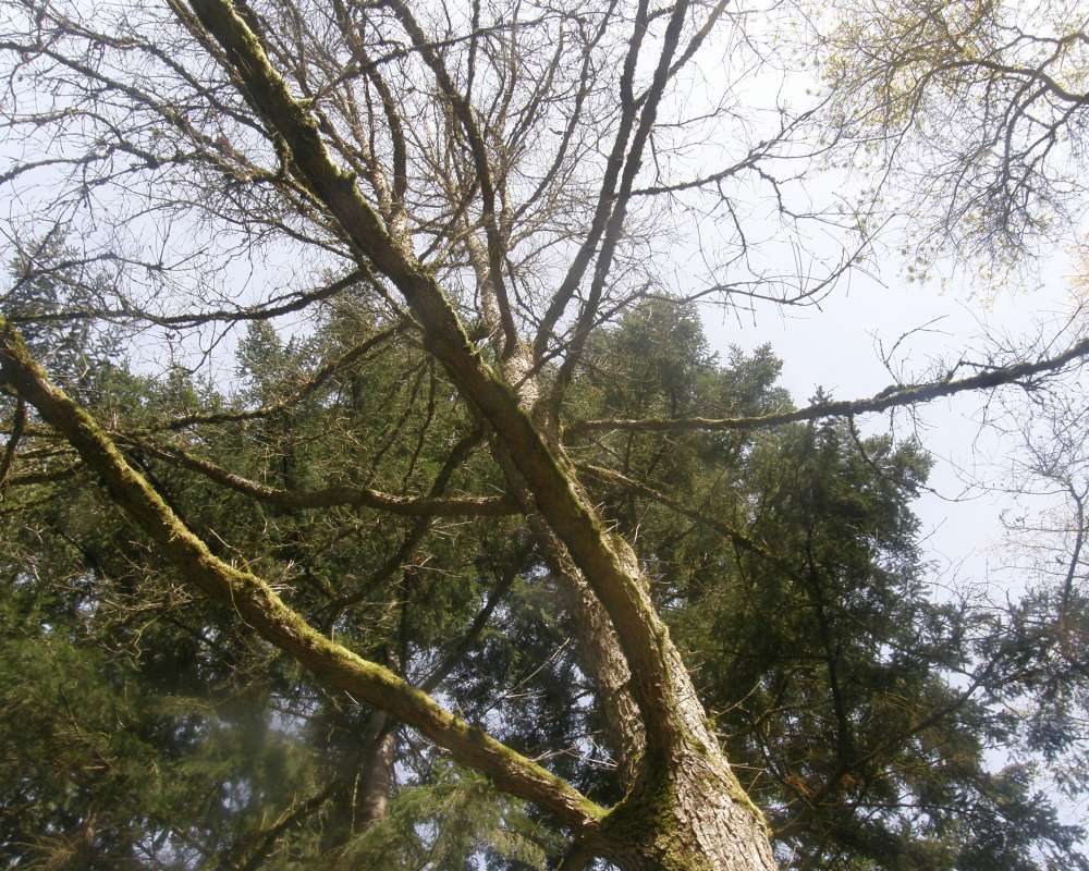 Silhouette<br>(Location of Picture: UW, Seattle, Wa., USA, Ap 2010)