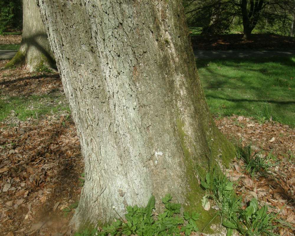 Bark<br>(Location of Picture: UW, Seattle, Wa., USA, Ap 2010)