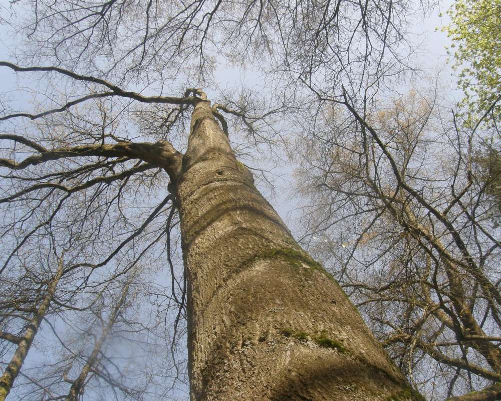 Silhouette<br>(Location of Picture: UW, Seattle, Wa., USA, Ap 2010)