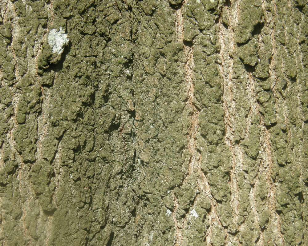 Barj<br>(Location of Picture: UW, Seattle, Wa., USA, Ap 2010)
