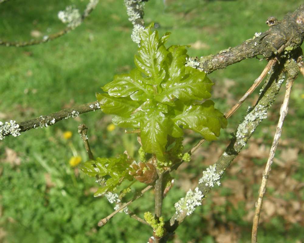 Twig and Young Leaves<br>(Location of Picture: UW, Seattle, Wa., USA, Ap 2010)