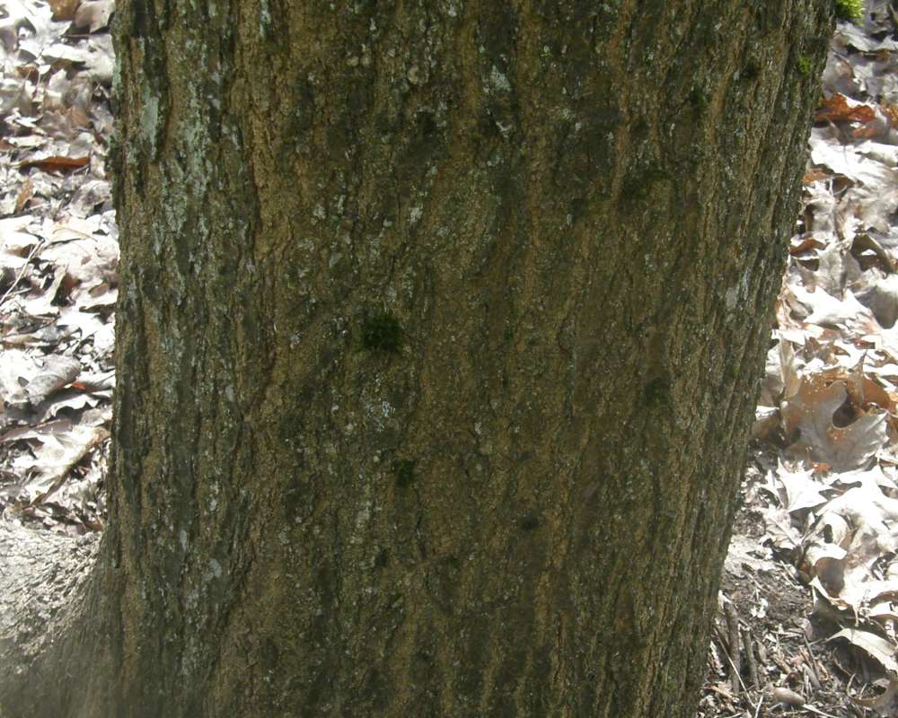 Bark<br>(Location of Picture: UW, Seattle, Wa., USA, Ap 2010)