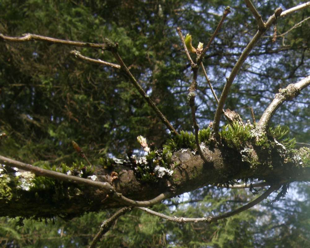 Branch with Moss and Lichens<br>(Location of Picture: UW, Seattle, Wa., USA, Ap 2010)