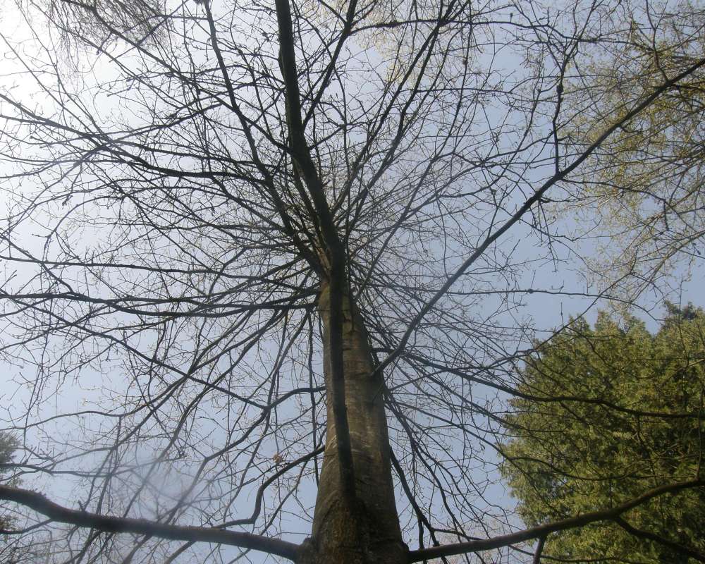 Silhouette<br>(Location of Picture: UW, Seattle, Wa., USA, Ap 2010)