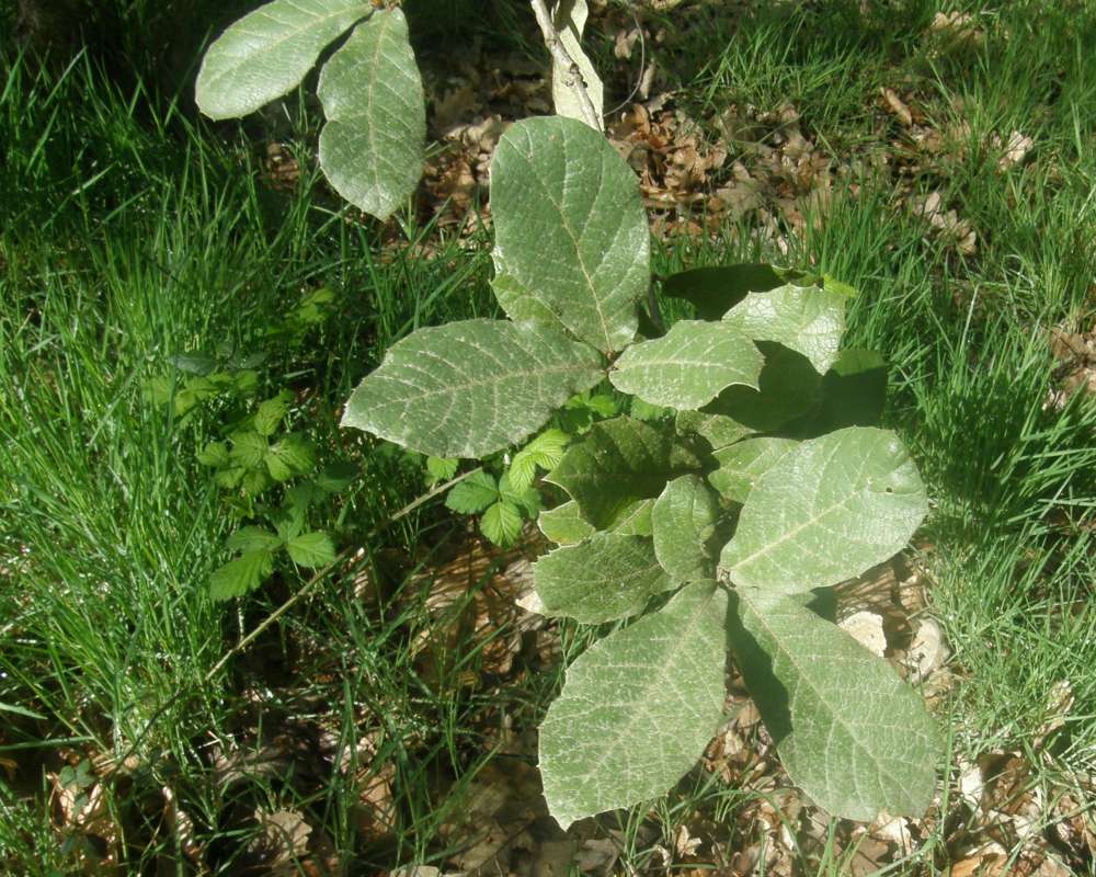 Leaf - Top View<br>(Location of Picture: UW, Seattle, Wa., USA, AP 2010)