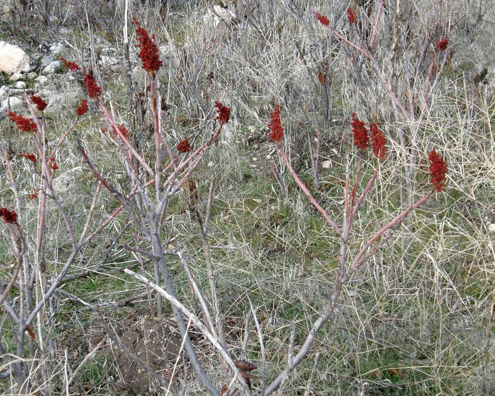 Top of Plant in Fruit<br>(Location of Picture: Columbia River, Wa., USA, Ap 2010)