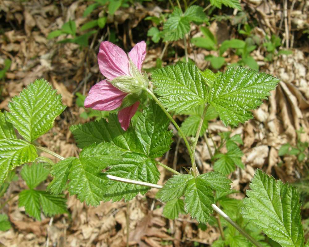 Flower - Rear View<br>(Location of Picture: Seattle, Wa., USA, Ap 2010)