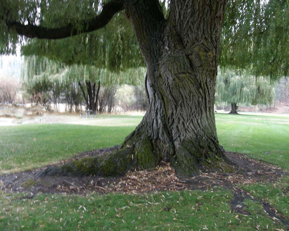 Massive Trunk<br>(Location of Picture: Ornamental, Conconully, Wa., 2010)