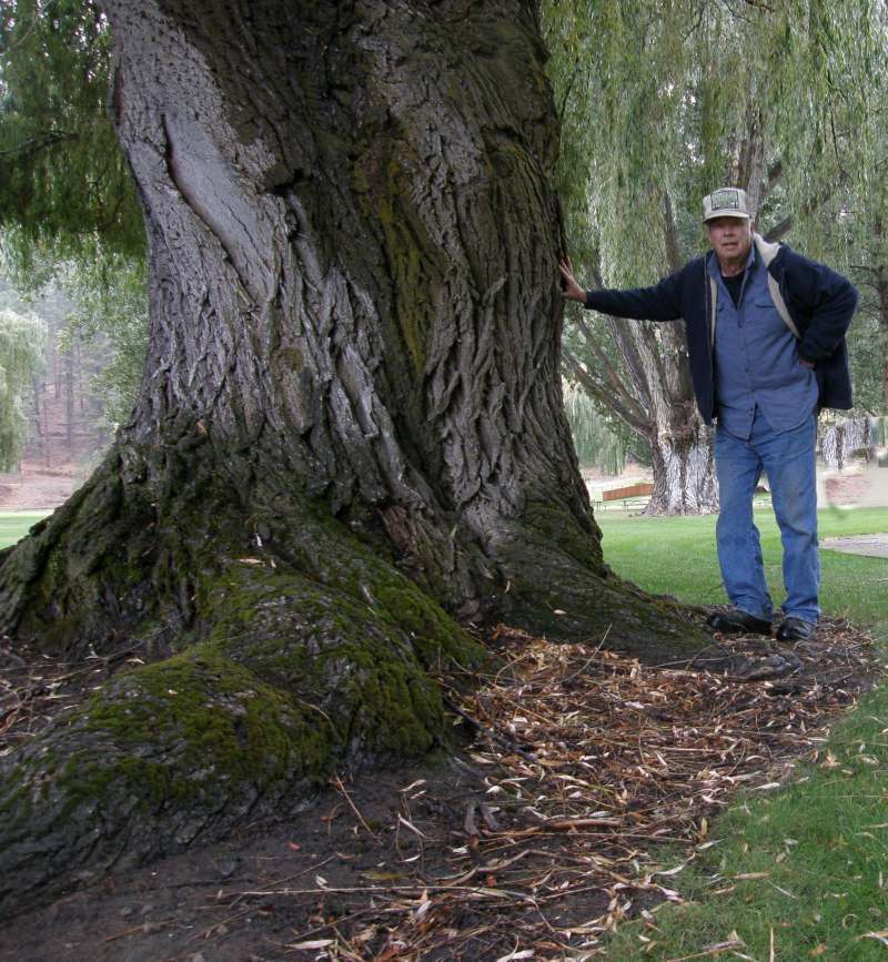 Bark<br>(Location of Picture: Ornamental, Conconully, Wa., 2010)
